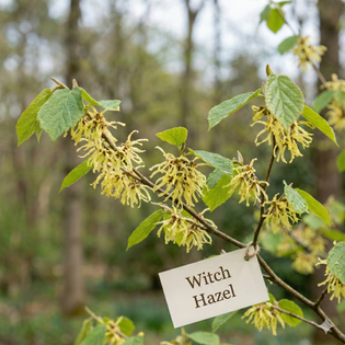 Witch Hazel